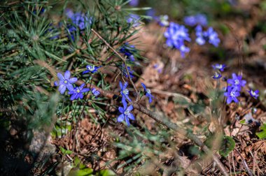 Anemonoides blanda, syn. Anemone blanda, Balkan şakayığı, rüzgâr çiçeği, yakın plan, seçici odak
