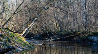 Berze nehri Dobele yakınlarında ilkbaharın başlarında kar, Letonya, bahar manzarası...