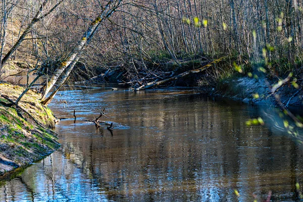 Rápido Río Berze Cerca Dobele Principios Primavera Después Nieve Derretida —  Fotos de Stock
