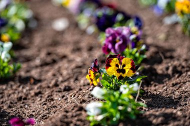flower bed with colorful pansies in the springtime, closeup, nature background with copy space