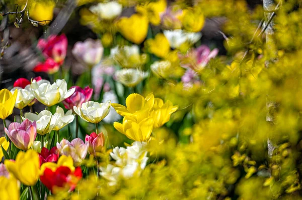 Close Tulips Blooming Nature Background Copy Space — Stock Photo, Image