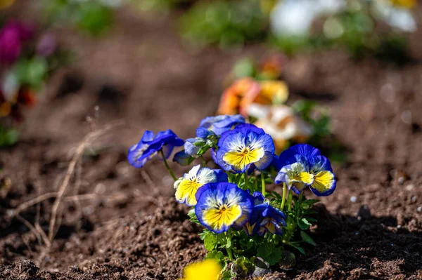 İlkbaharda renkli menekşeli çiçek tarhı, yakın plan, kopyalama alanı olan doğa arka plan