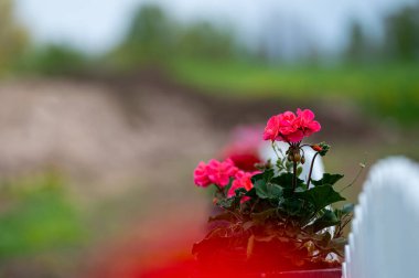 Bir bokeh arka planında kırmızı bir hanım evladının fotokopi alanı ile yakın plan görüntüsü