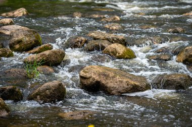 Nehir deresinde yosun ve liken içeren büyük kayalar. Hızla akan suyun arka planı, yakın plan