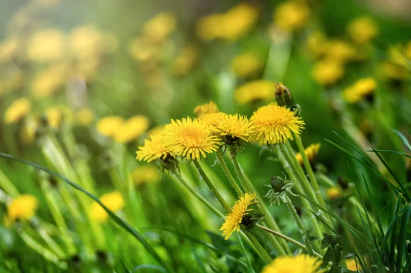 Flowers Yellow Dandelions Nature Warm Summer Spring Meadow Sunlight Copy — Fotografia de Stock