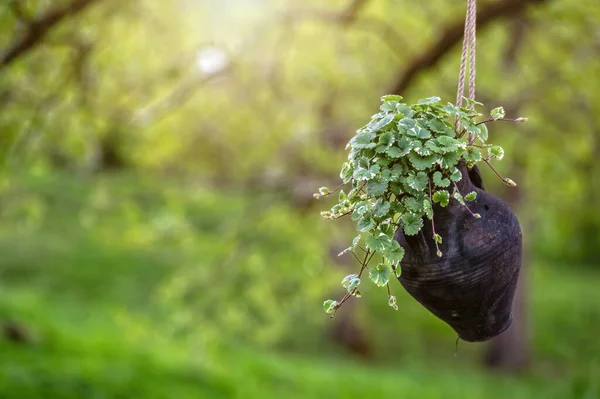 Ornamental Plants Clay Mug Flower Pot Hanging Tree Blurred Background — Φωτογραφία Αρχείου