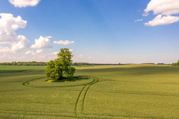 View Lonely Tree Shadow Green Field Sky Clouds Background — Stock Photo, Image