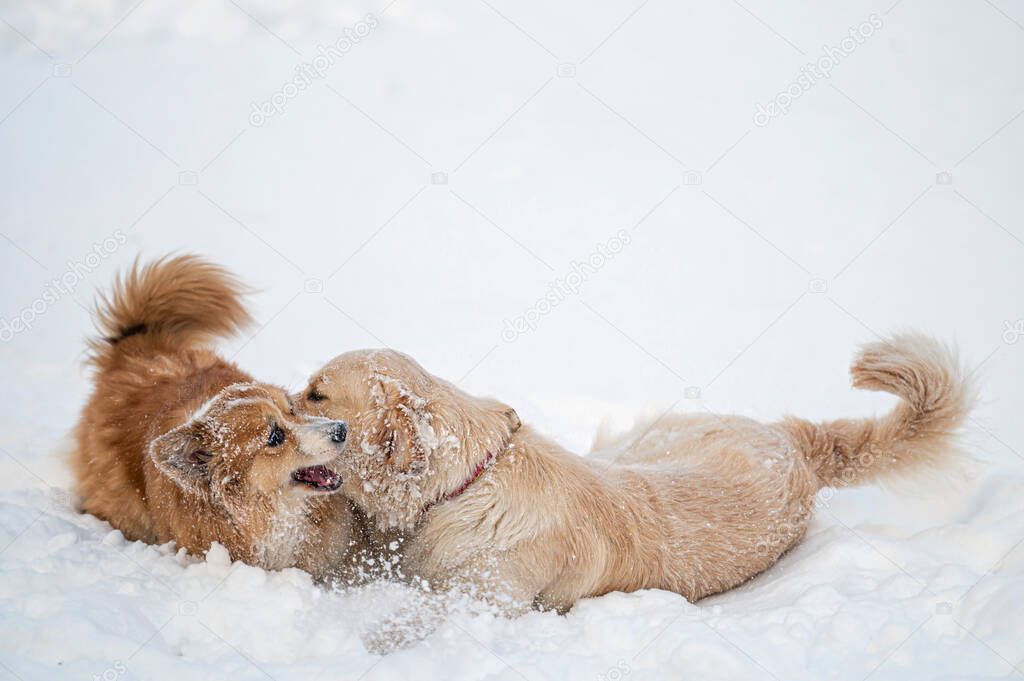 golden retriever and welsh corgi play in the white snow on a cold winter day