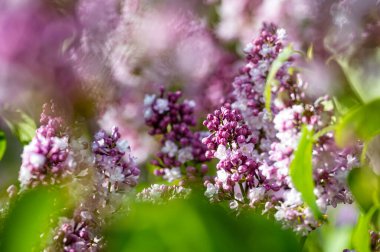 Bahar çiçeklerinin olduğu dallar, bahar leylaklarının parlak çiçekleri, yumuşak odak, yakın plan