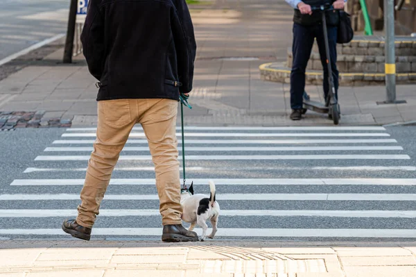 Hombre Con Perro Hombre Con Scooter Eléctrico Cruce Peatonal Sección —  Fotos de Stock