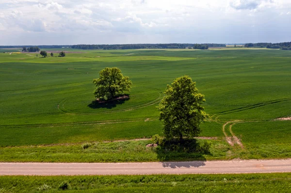 拥有农田 道路和孤独树木的乡村风景 无人驾驶航空器摄影 — 图库照片