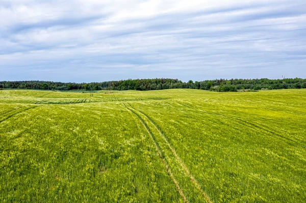 Landskap Landet Med Kornfelt Vindfylt Overskyet Dag Dronefotografering – stockfoto