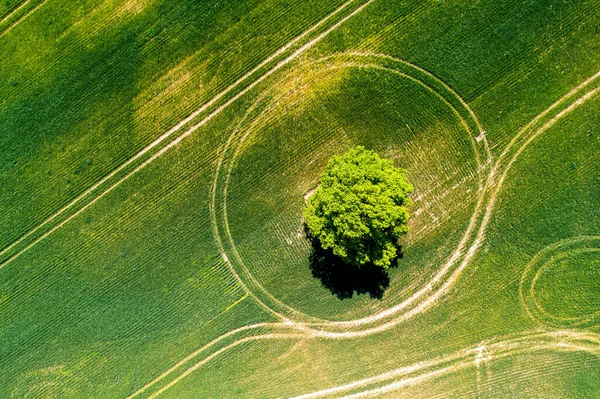 绿色农田中的孤树 无人驾驶照片 — 图库照片