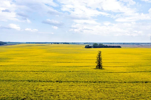 Landelijk Landschap Met Een Eenzame Sparrenboom Midden Een Geel Verkrachtingsveld — Stockfoto