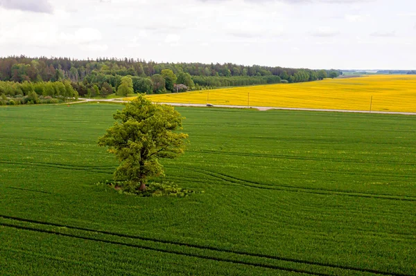 农田里的单棵树 绿地里的一棵孤树的空中无人驾驶图像 — 图库照片