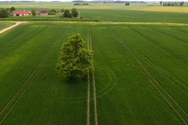 绿色农田中间的树木鸟瞰 农业工业的概念 — 图库照片