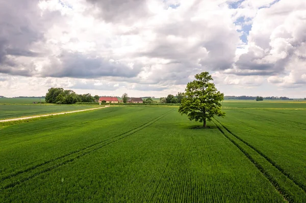 Luchtfoto Boom Het Midden Van Een Groen Landbouwgebied Begrip Agrarische — Stockfoto