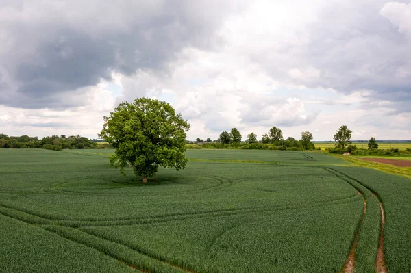 绿色农田中间的树木鸟瞰 农业工业的概念 — 图库照片