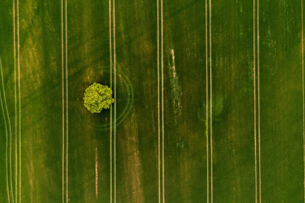 Árbol Solo Campo Verde Paisaje Agrícola Desde Aire —  Fotos de Stock