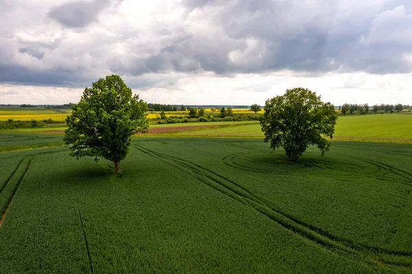 Luchtfoto Meerdere Grote Bomen Het Midden Van Een Gestreept Landbouwveld — Stockfoto
