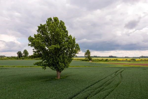 Luchtfoto Boom Het Midden Van Een Groen Landbouwgebied Begrip Agrarische — Stockfoto