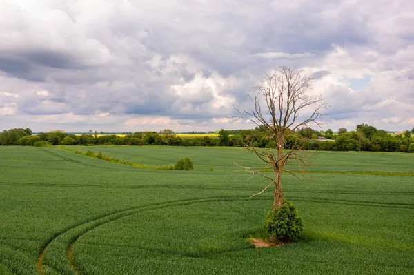 Venkovská Krajina Před Bouří Osamělý Uschlý Strom Uprostřed Zeleného Zemědělského — Stock fotografie