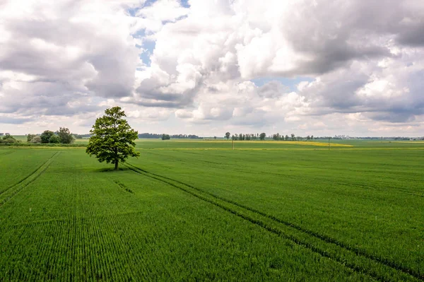 Aerial View Tree Middle Green Agricultural Field Concept Agrarian Industry — Stock Photo, Image