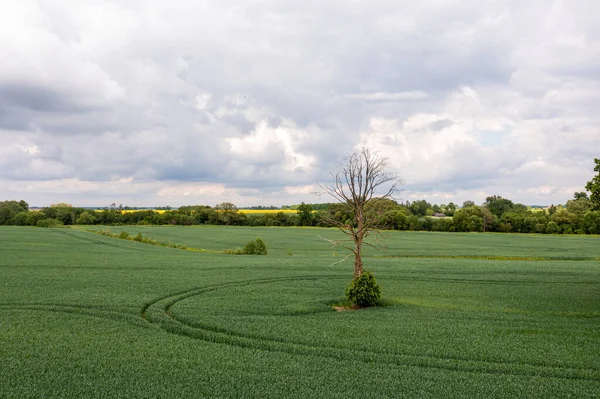 暴风雨前的乡村风景 荒芜的树木在一片绿色的农田中央 — 图库照片