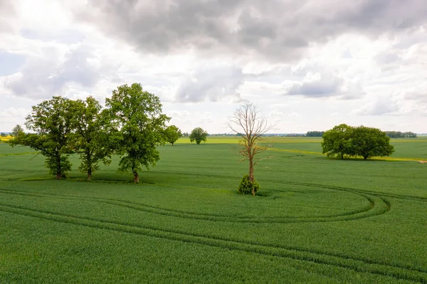 Venkovská Krajina Před Bouří Osamělé Stromy Uprostřed Zemědělského Pole Dron — Stock fotografie