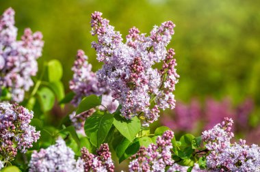 Bahar çiçeklerinin olduğu dallar, bahar leylaklarının parlak çiçekleri, yumuşak odak, yakın plan