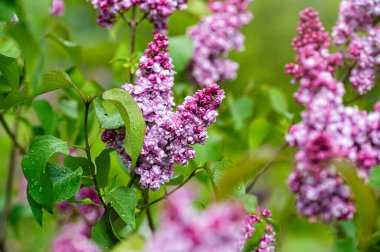 Bahar çiçeklerinin olduğu dallar, bahar leylaklarının parlak çiçekleri, yumuşak odak, yakın plan