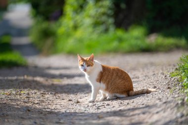 Güneşli bir yaz gününde, güzel bir tekir kedi bahçede yürür..