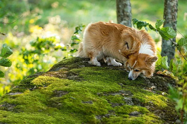 Fofo Pembroke Galês Corgi Uma Grande Rocha Musgosa Floresta — Fotografia de Stock