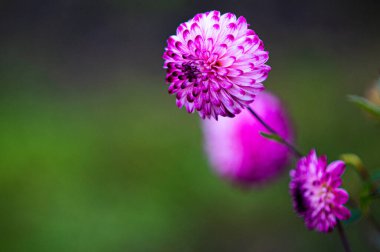 Odaklanamayan arka planda pastel yıldız çiçekleri, soyut yumuşak odak çiçeği arkaplanı, yakın plan