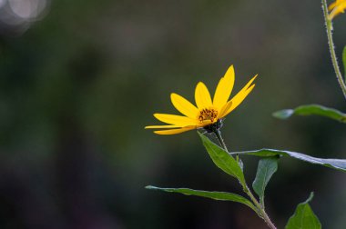 Odaklanmamış arka planda güzel sarı çiçekler, yumuşak odak çiçeği arkaplanı, yakın plan