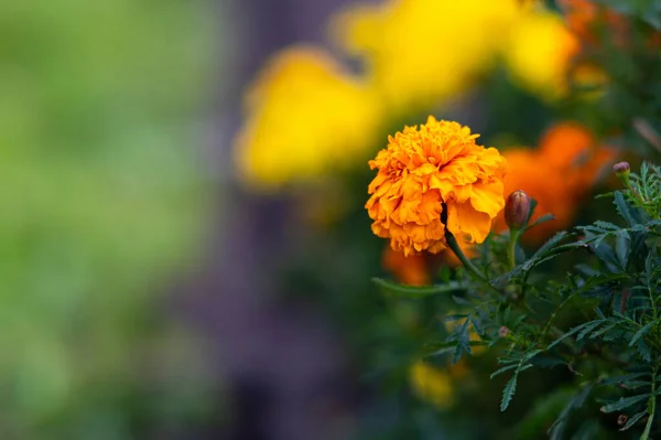 Amarelo Calêndula Flores Desfocado Jardim Fundo Soft Focus Floral Fundo — Fotografia de Stock