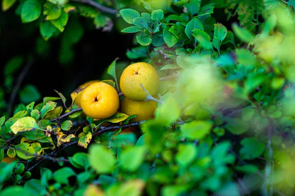 green quince bush with yellow fruits, soft focus floral background, close-up