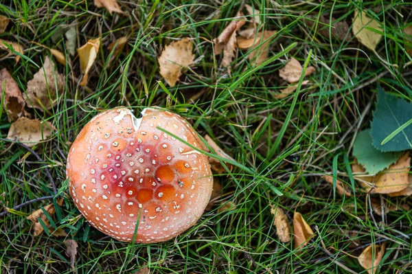 Beautiful Close Forest Mushrooms Grass Autumn Season Mushroom Leafs Grass — Stock Photo, Image