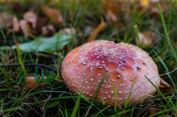 아름다운 가을철 풀밭의 잎들로 뒤덮인 버섯들 — 스톡 사진