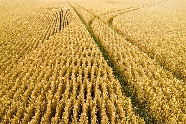 大块金色麦田 收获成熟的黄色小麦 农业近点 — 图库照片