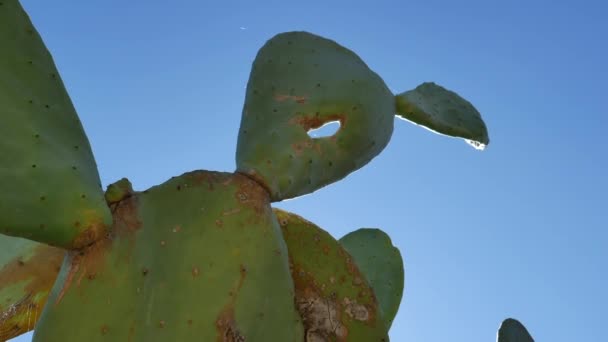 Gorgeous and huge green prickly pear cactus green leaves under a blue autumn sky — Stock Video