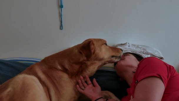 Γλυκιά γυναίκα στο κρεβάτι με το λαμπραντόρ σκύλο της να τη φιλούν και να τη γλείφουν στο πρόσωπο. σύμβολο φιλίας και αγάπης για τα κατοικίδια. εμπιστοσύνη και αγάπη στα κατοικίδια ζώα. — Αρχείο Βίντεο