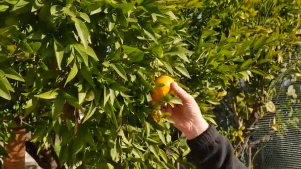 Збирання мандарина з мандаринового фруктового дерева. рука жінки-пікера, яка вириває апельсиновий фрукт з гілки. урожай мандарина — стокове відео