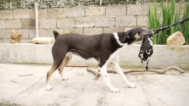 Siyah ve beyaz yarı melez bir köpek. Kuyruğu kenetlenmiş, insan arkadaşının ipini çekiyordu. Hem de gözü önünde. yavaş çekim