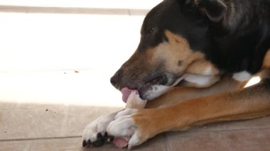 Kara köpek, polis, k9, bir kemik ödülü alan köpek sever, ödülü alan ve onu yiyen.