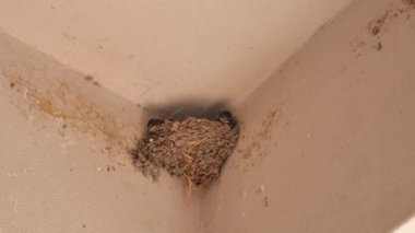 swallows in the nest. the mother arrives flying and feeds them. the puppies with their beak open call it and are fed.