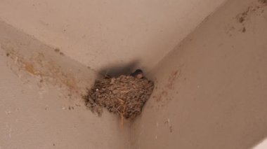 Yuvada kırlangıçlar. Anne uçarak gelir ve onları besler. Gagası açık köpek yavrularına seslenin ve beslensinler..