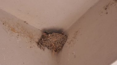 Yuvada kırlangıçlar. Anne uçarak gelir ve onları besler. Gagası açık köpek yavrularına seslenin ve beslensinler..