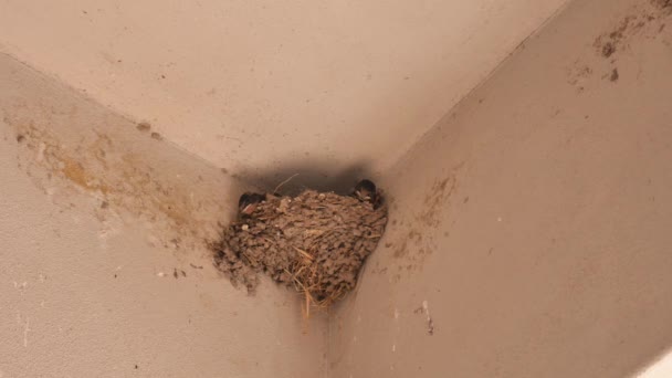 Swallows Nest Mother Arrives Flying Feeds Them Puppies Beak Open — Vídeo de stock