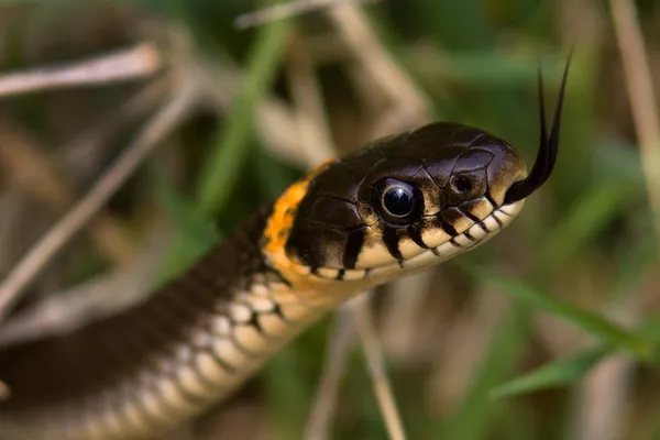 Adder. — Foto de Stock